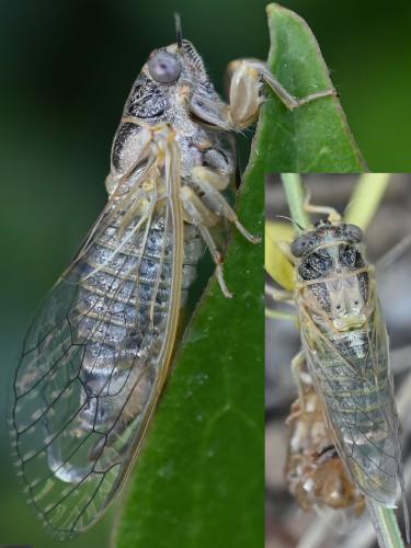 Réf. 344 696 : Tettigettula pygmea